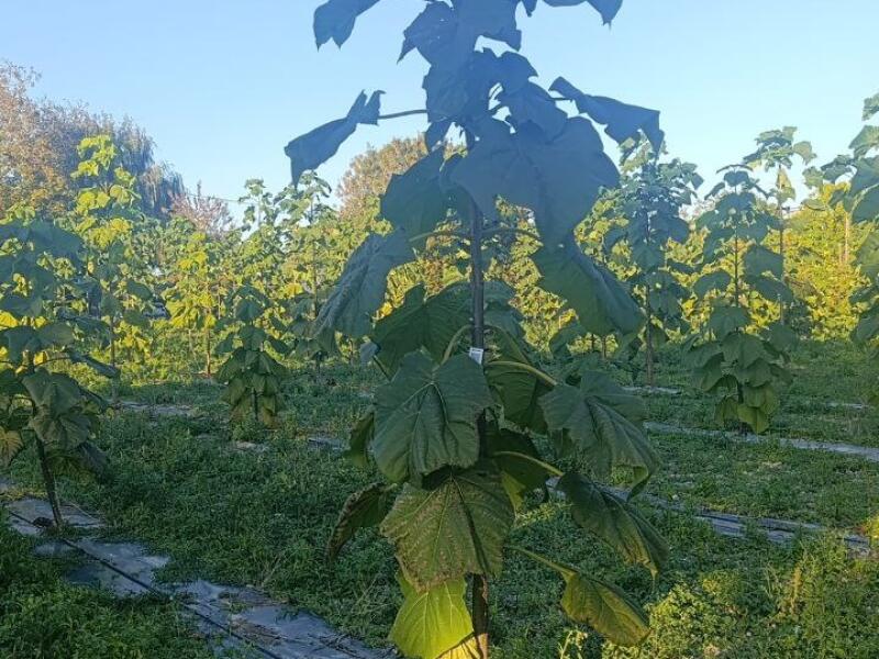 Paulownia en France