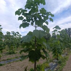 Paulownia en France - 7 September 2025
