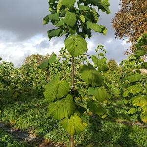 Paulownia en France - 20 October 2025