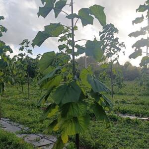 Paulownia en France - 20 October 2025