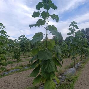 Paulownia en France - 7 September 2025