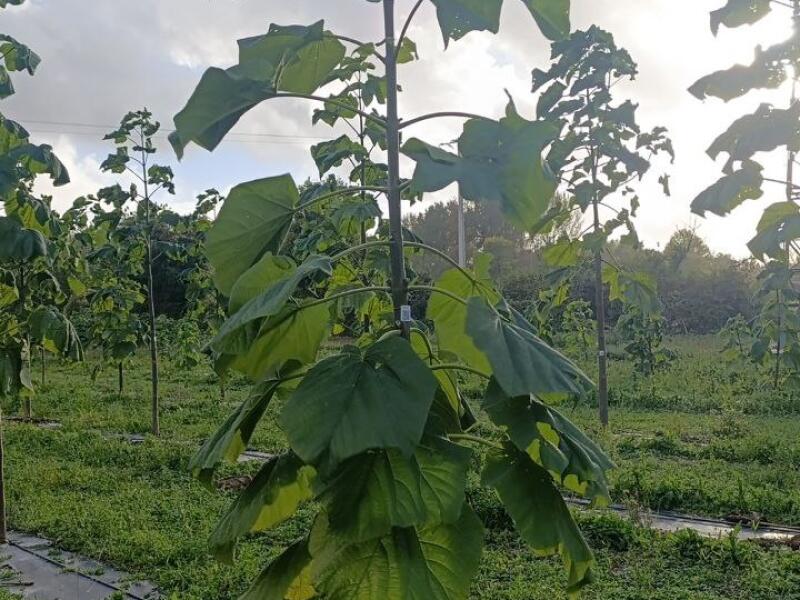 Paulownia en France