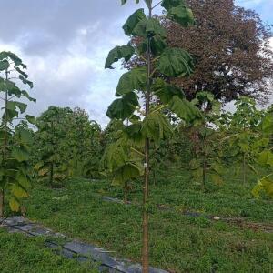 Paulownia en France - 20 October 2025