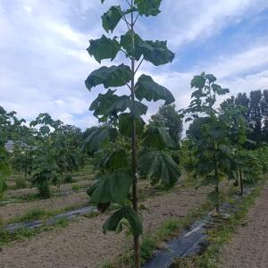 Paulownia en France - 7 September 2025