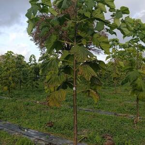 Paulownia en France - 20 October 2025