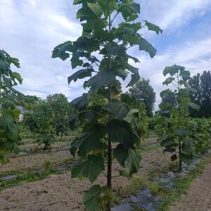 Paulownia en France - 7 September 2025