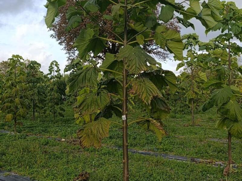 Paulownia en France