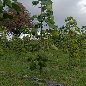 Paulownia en France - 20 October 2025