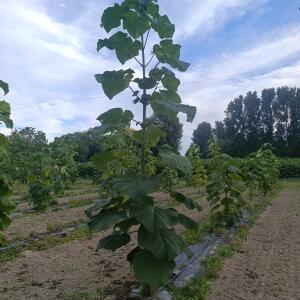 Paulownia en France - 7 September 2025