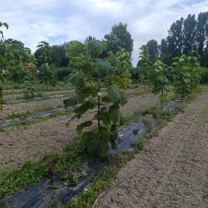 Paulownia en France - 7 September 2025