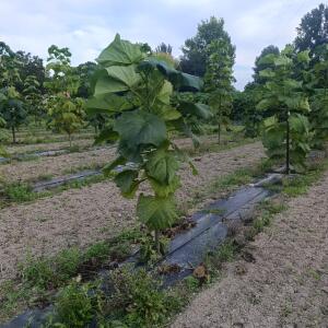 Paulownia en France - 7 September 2025