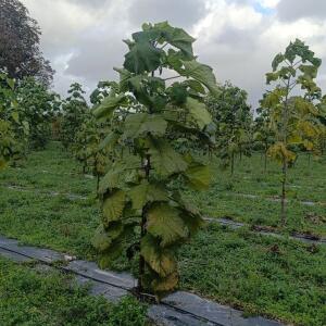 Paulownia en France - 20 October 2025