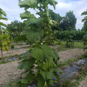 Paulownia en France - 7 September 2025