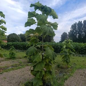 Paulownia en France - 7 September 2025