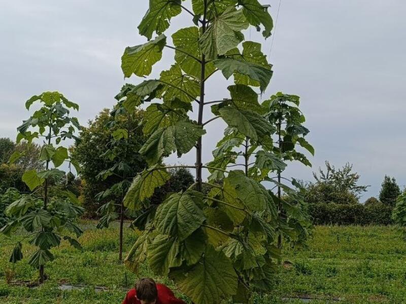 Paulownia en France