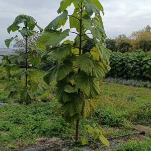 Paulownia en France - 19 October 2025