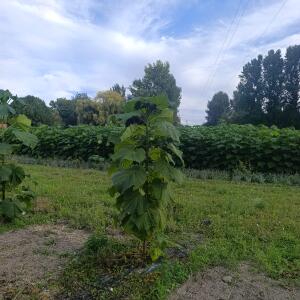 Paulownia en France - 7 September 2025