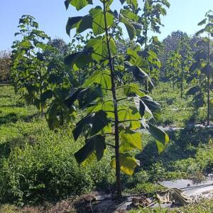Paulownia en France - 17 October 2025