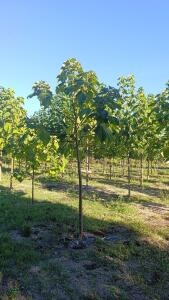 Paulownia en France