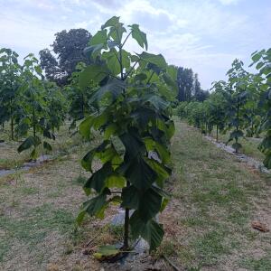 Paulownia en France - 26 August 2025