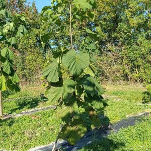 Paulownia en France - 17 October 2025