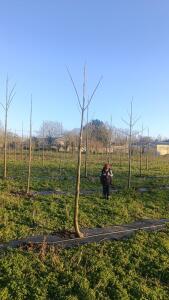 Paulownia en France - 4 January 2026