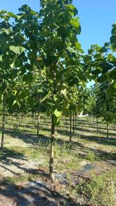 Paulownia en France