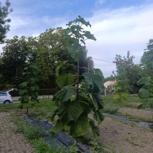 Paulownia en France - 7 September 2025
