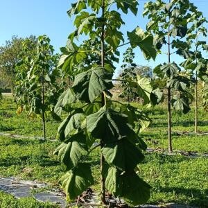 Paulownia en France - 17 October 2025