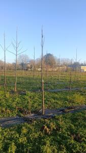 Paulownia en France - 4 January 2026