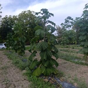 Paulownia en France - 7 September 2025
