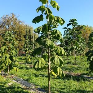 Paulownia en France - 17 October 2025