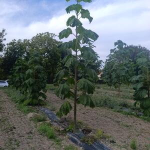 Paulownia en France - 7 September 2025
