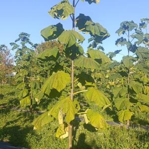 Paulownia en France - 17 October 2025