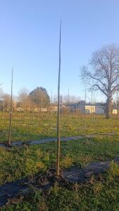 Paulownia en France - 4 January 2026