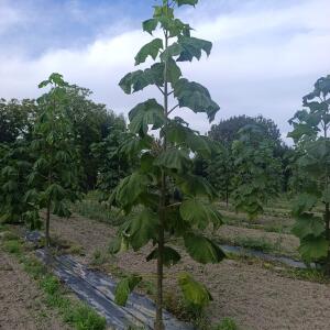 Paulownia en France - 7 September 2025
