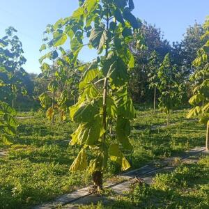 Paulownia en France - 17 October 2025