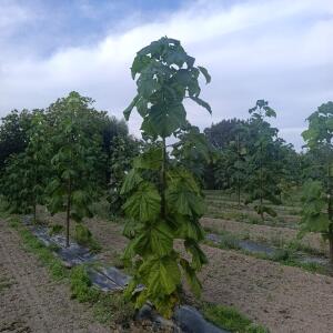 Paulownia en France - 7 September 2025