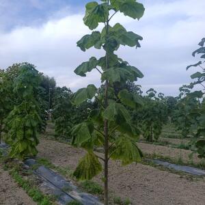 Paulownia en France - 7 September 2025