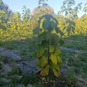 Paulownia en France - 17 October 2025
