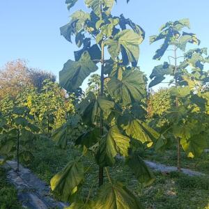 Paulownia en France - 17 October 2025
