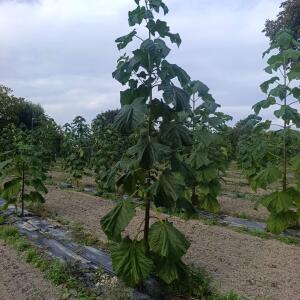 Paulownia en France - 7 September 2025