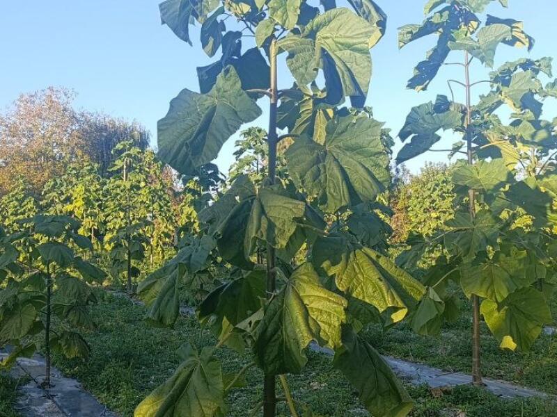 Paulownia en France