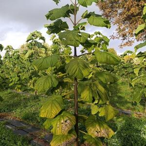 Paulownia en France - 20 October 2025