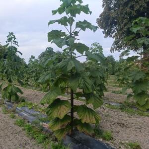 Paulownia en France - 7 September 2025