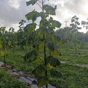 Paulownia en France - 20 October 2025