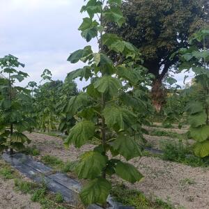 Paulownia en France - 7 September 2025