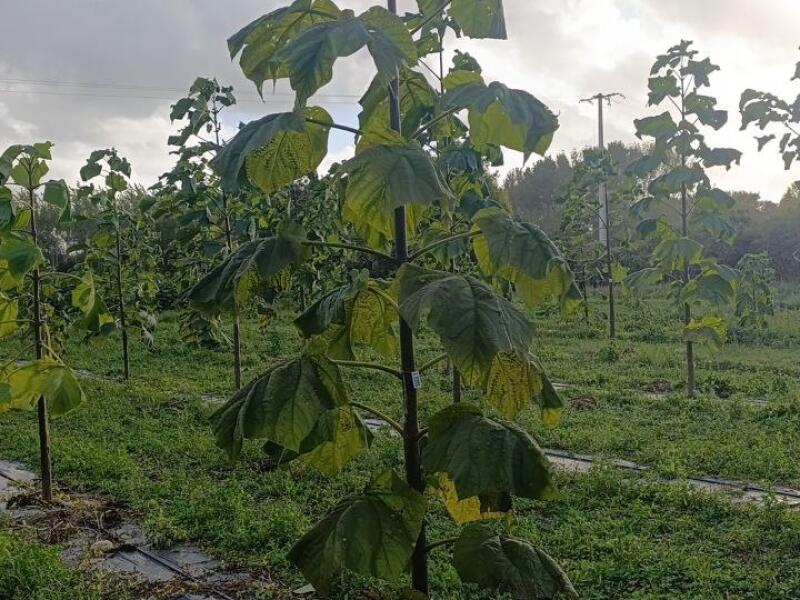 Paulownia en France