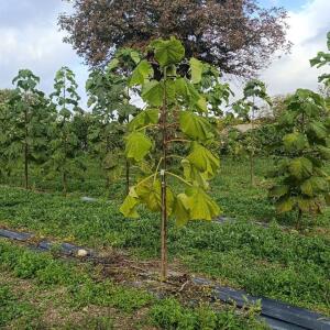 Paulownia en France - 20 October 2025