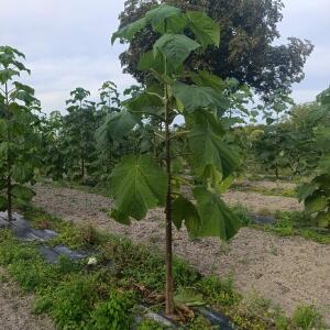 Paulownia en France - 7 September 2025